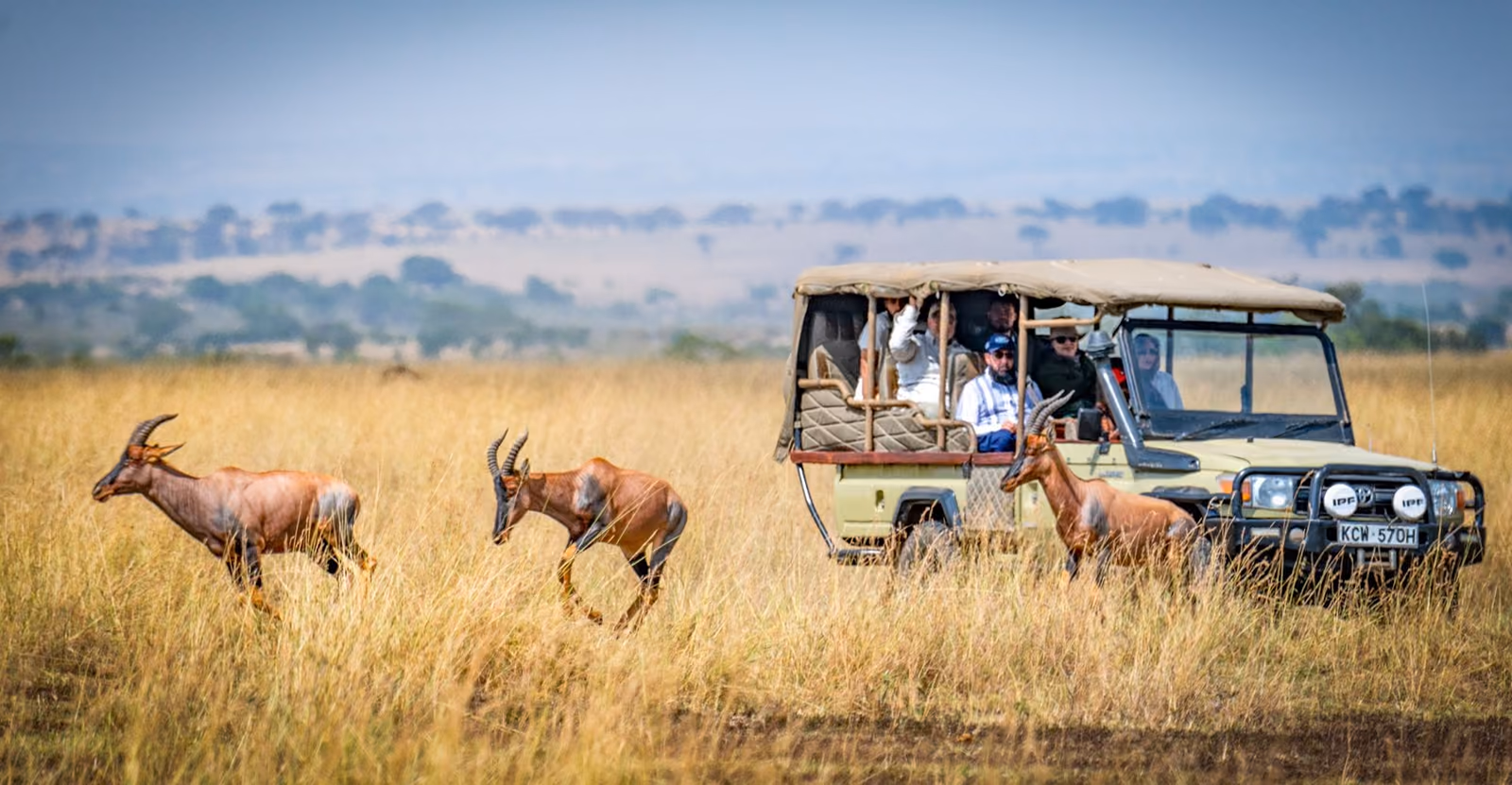 A safari vehicle of travellers watching topi antelope run through golden grass