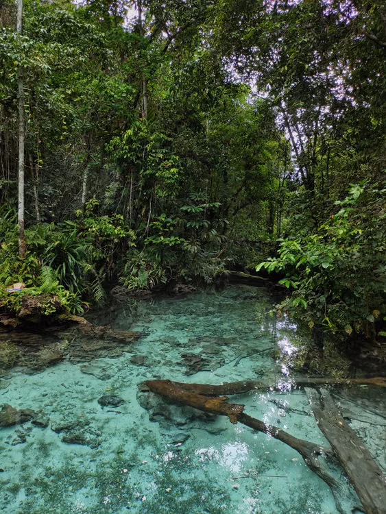 A turquoise forest pool with a fallen log