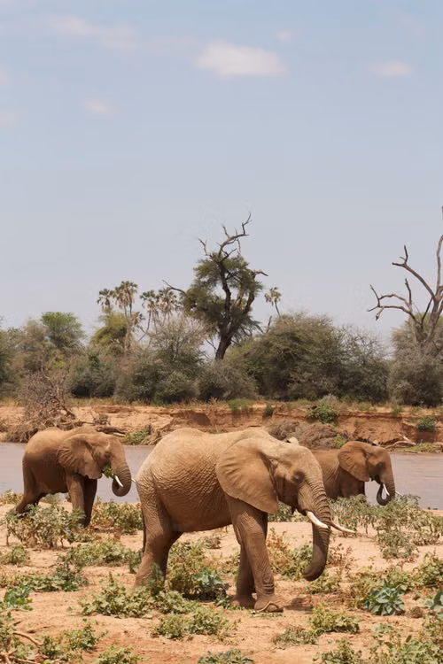 Elephants walking across dry savannah