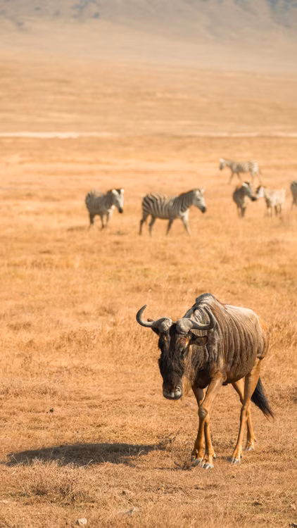 A wildebeest in front of zebras grazing on open grassland