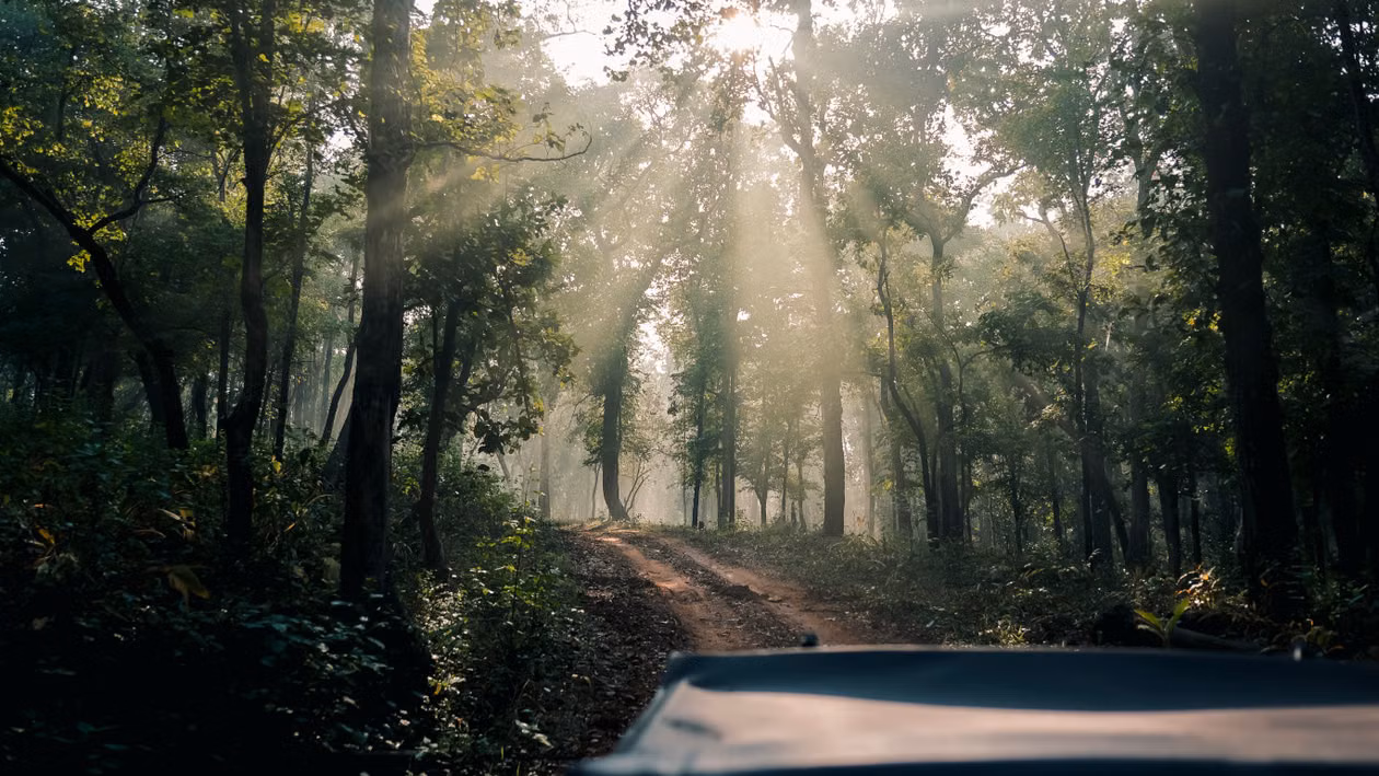 Sunbeams falling through a forest above a track