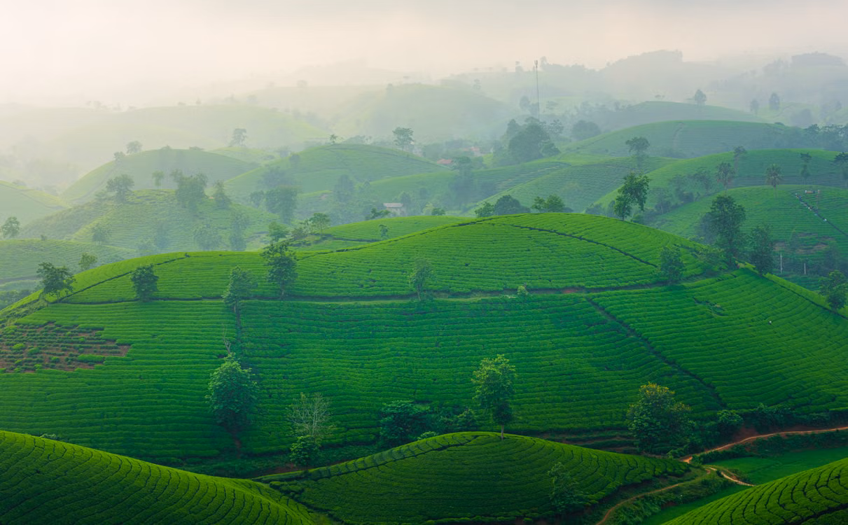 Green tea-covered hills under morning mist