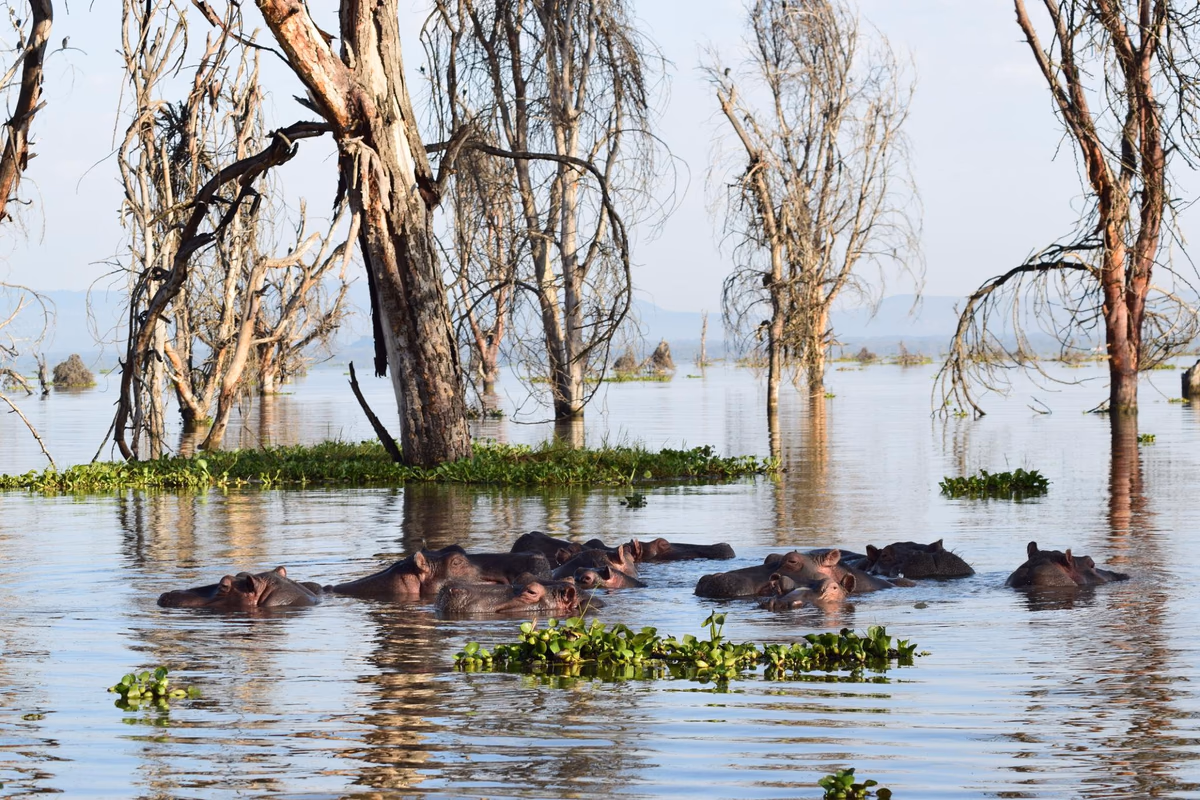 Hippos among the flooded acacias of Lake Naivasha