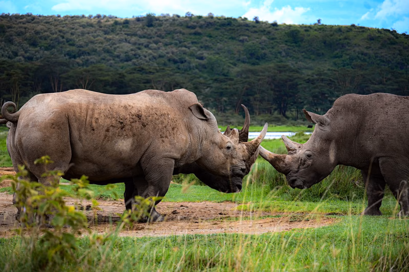 Two white rhinos grazing at Lake Nakuru National Park