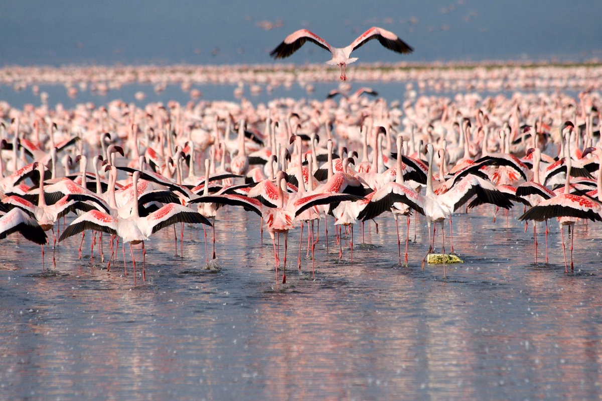 Flamingos wading in Lake Nakuru