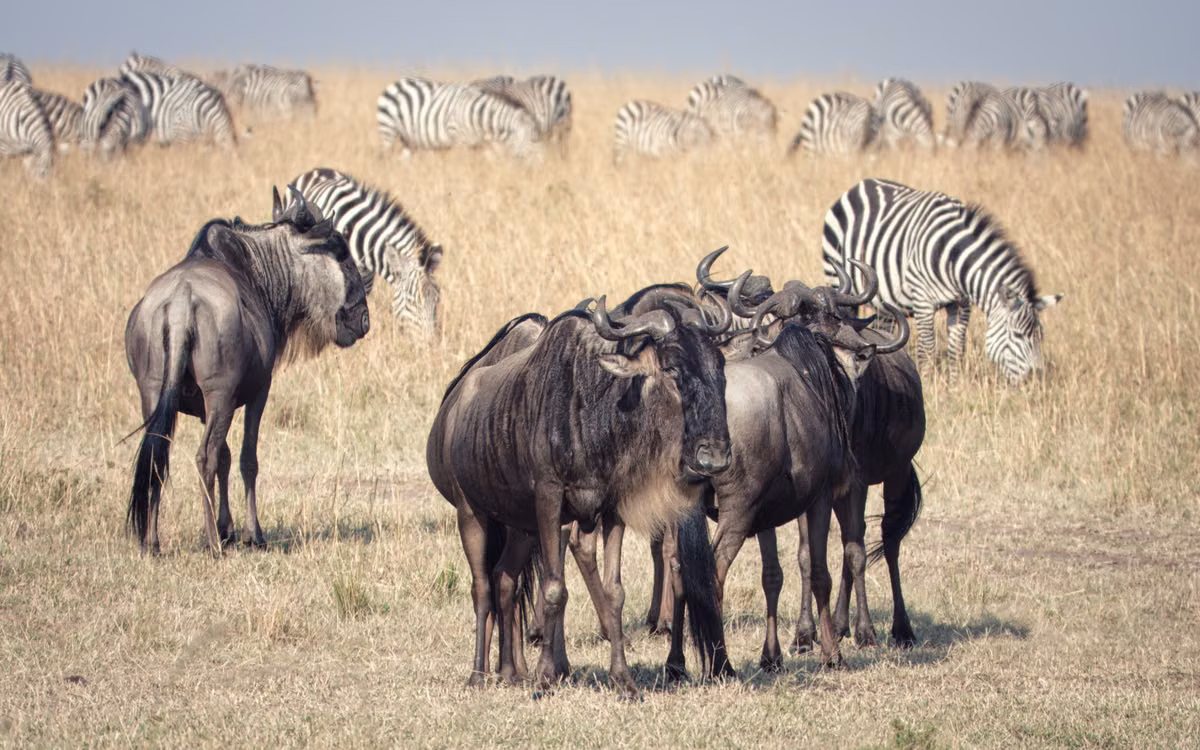 Wildebeest and zebra grazing on the golden Masai Mara plains