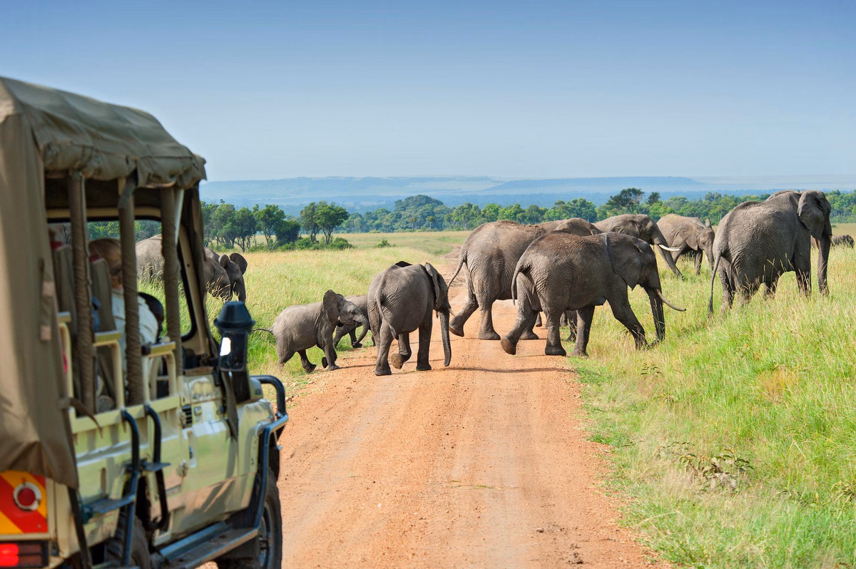 Elephants crossing a track beside a safari vehicle in the Masai Mara