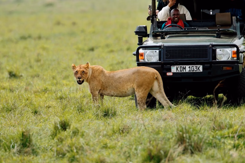 A lioness standing beside a safari vehicle in Kenya