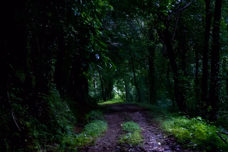 An elephant beneath the forest canopy of the Aralam wildlife sanctuary