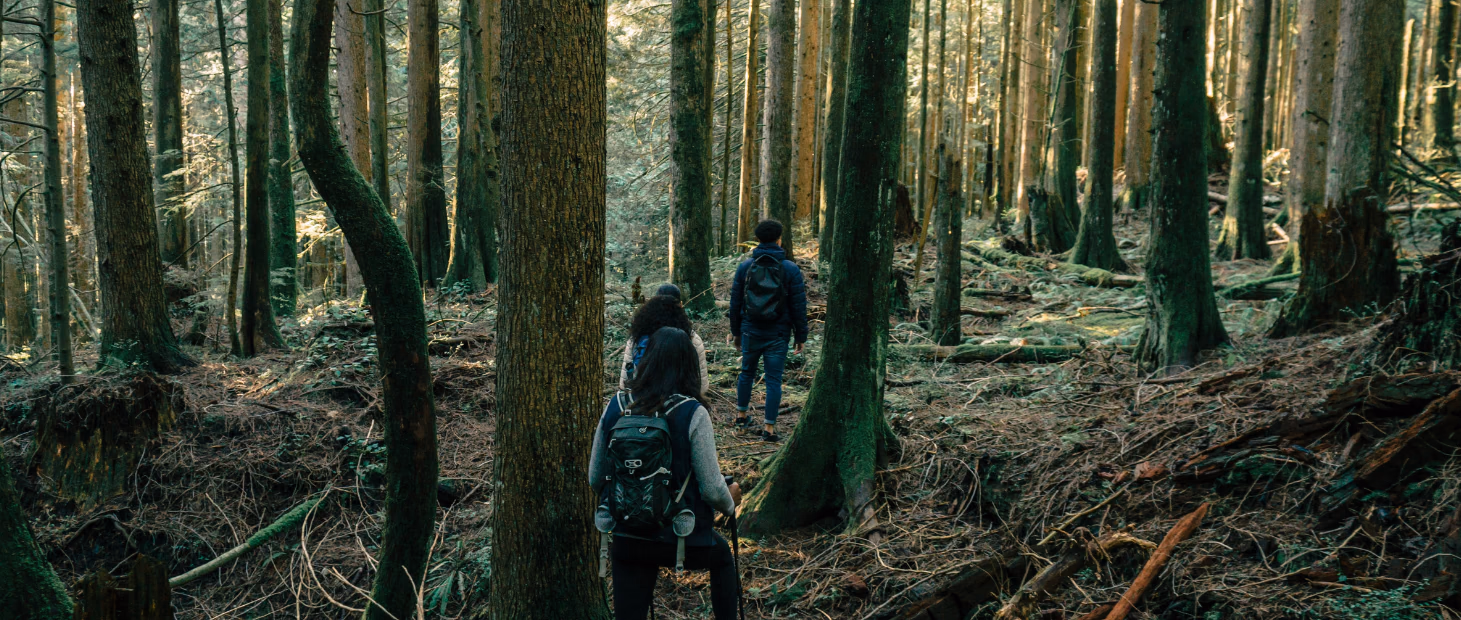 Hikers following a trail between mossy trunks in a quiet forest