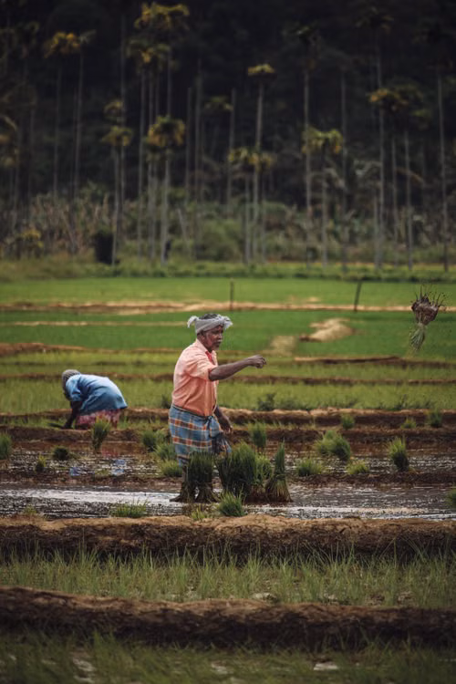 Farmers working a green rice field